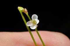 Cardamine unguiculus