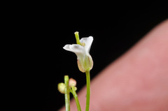 Cardamine unguiculus