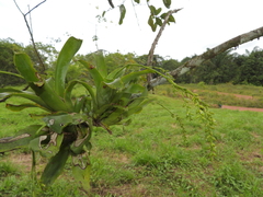 Catopsis sessiliflora