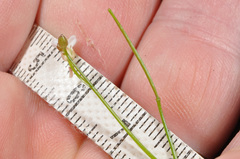 Cardamine unguiculus