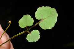 Cardamine unguiculus