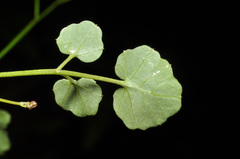 Cardamine unguiculus