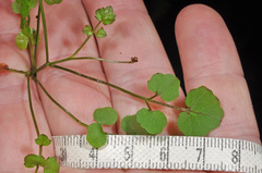 Cardamine unguiculus
