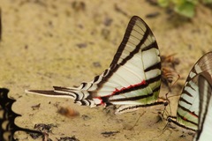 Protesilaus telesilaus