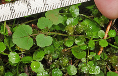 Cardamine unguiculus