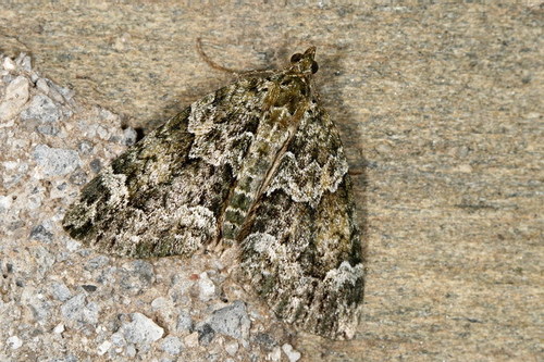 Žalsvoji cidarija nuotrauka