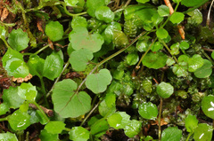 Cardamine unguiculus