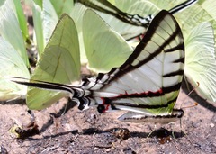 Protesilaus glaucolaus