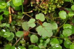 Cardamine unguiculus