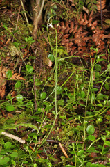 Cardamine unguiculus