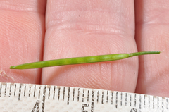 Cardamine unguiculus