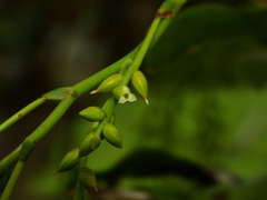 Catopsis sessiliflora