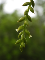 Catopsis sessiliflora