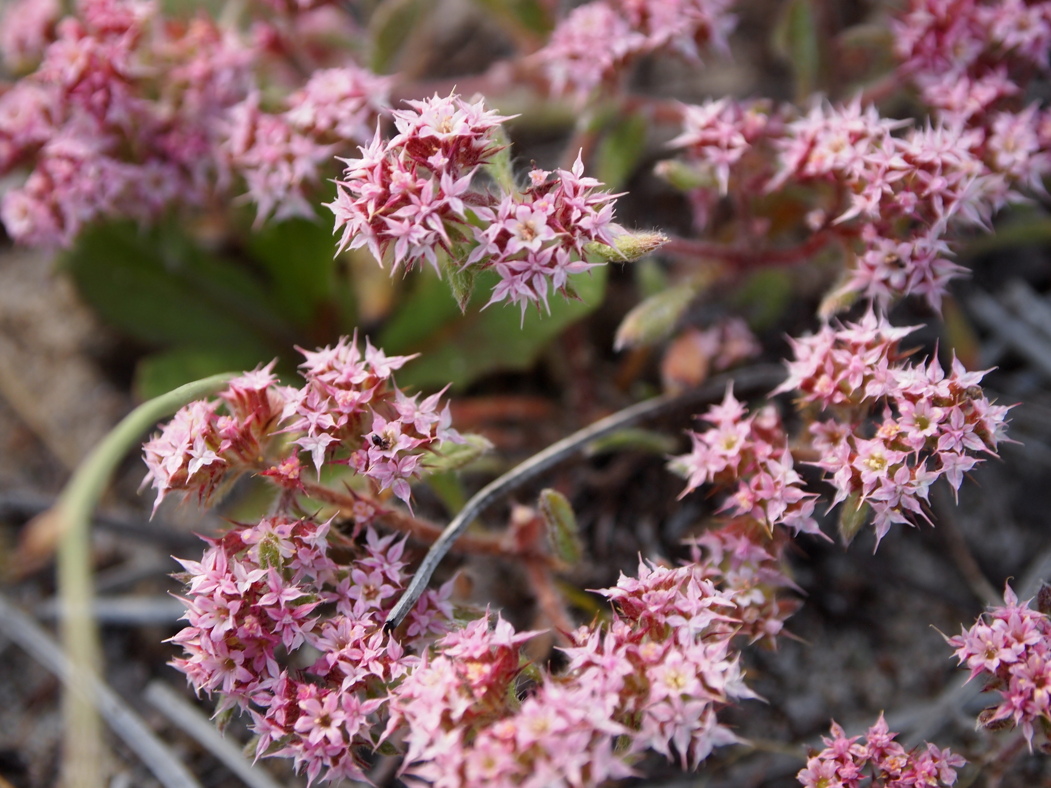 Chorizanthe pungens var. hartwegiana