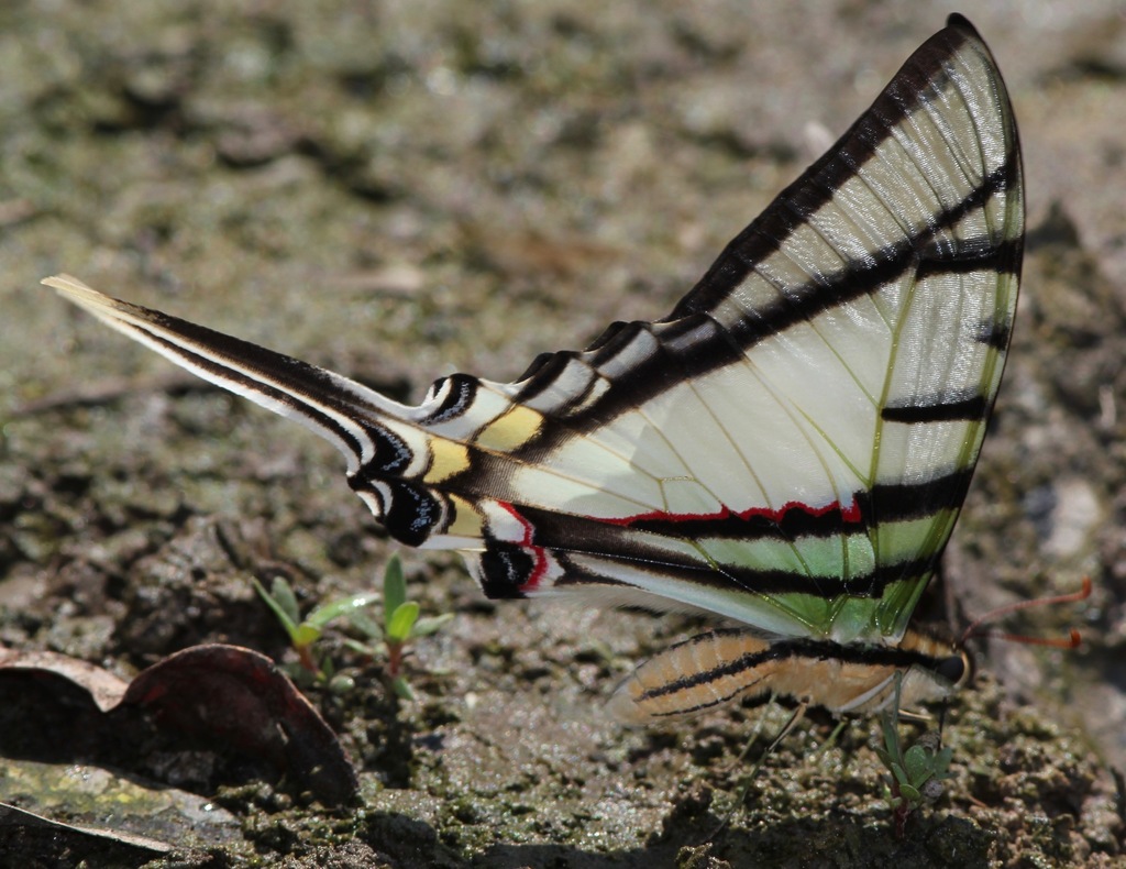 Yellow-spotted Kite-Swallowtail