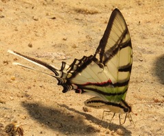 Protesilaus telesilaus