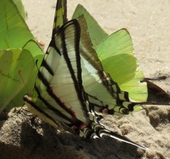 Protesilaus telesilaus