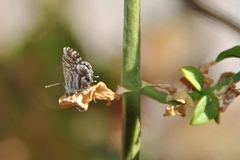 Cacyreus marshalli