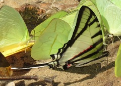 Protesilaus telesilaus