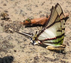 Protesilaus telesilaus