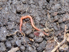 Strigamia bothriopus