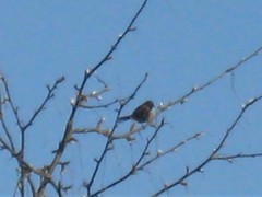 Thryomanes bewickii