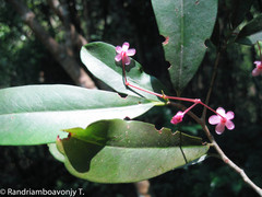 Oncostemum bojerianum