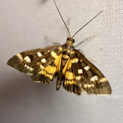 Diathrausta ochreipennis
