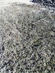 Samolus repens repens