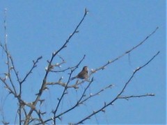 Thryomanes bewickii