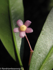 Oncostemum bojerianum