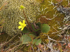 Ranunculus insignis