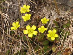 Ranunculus insignis