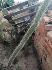 Cleistocactus