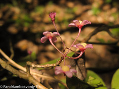 Oncostemum bojerianum