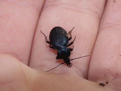 Sphaeroderus stenostomus stenostomus