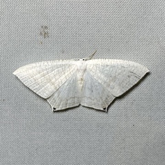 Acropteris nanula