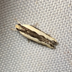 Ardozyga catarrhacta