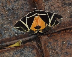 Agamana sarmentosa