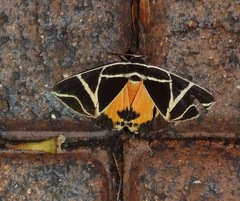 Agamana sarmentosa