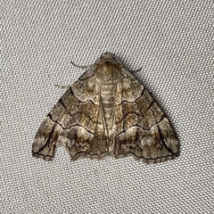 Dysbatus stenodesma
