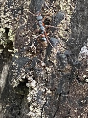 Myrmecia esuriens