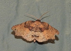 Aroana hemicyclophora