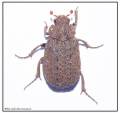 Polynoncus longitarsis