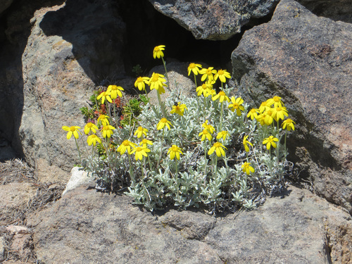 Eriophyllum lanatum