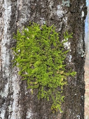 Drummondia prorepens