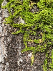 Drummondia prorepens