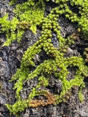 Drummondia prorepens