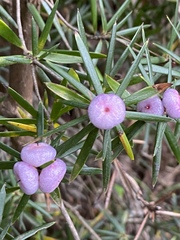 Cyathodes glauca