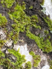 Drummondia prorepens